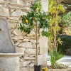 LOBERON Deko-Baum Darfield Discount