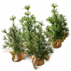 LOBERON Deko-Baum 4er Set Millies New