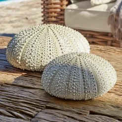 LOBERON Deko-Seeigel 2er Set Kimbar Outlet