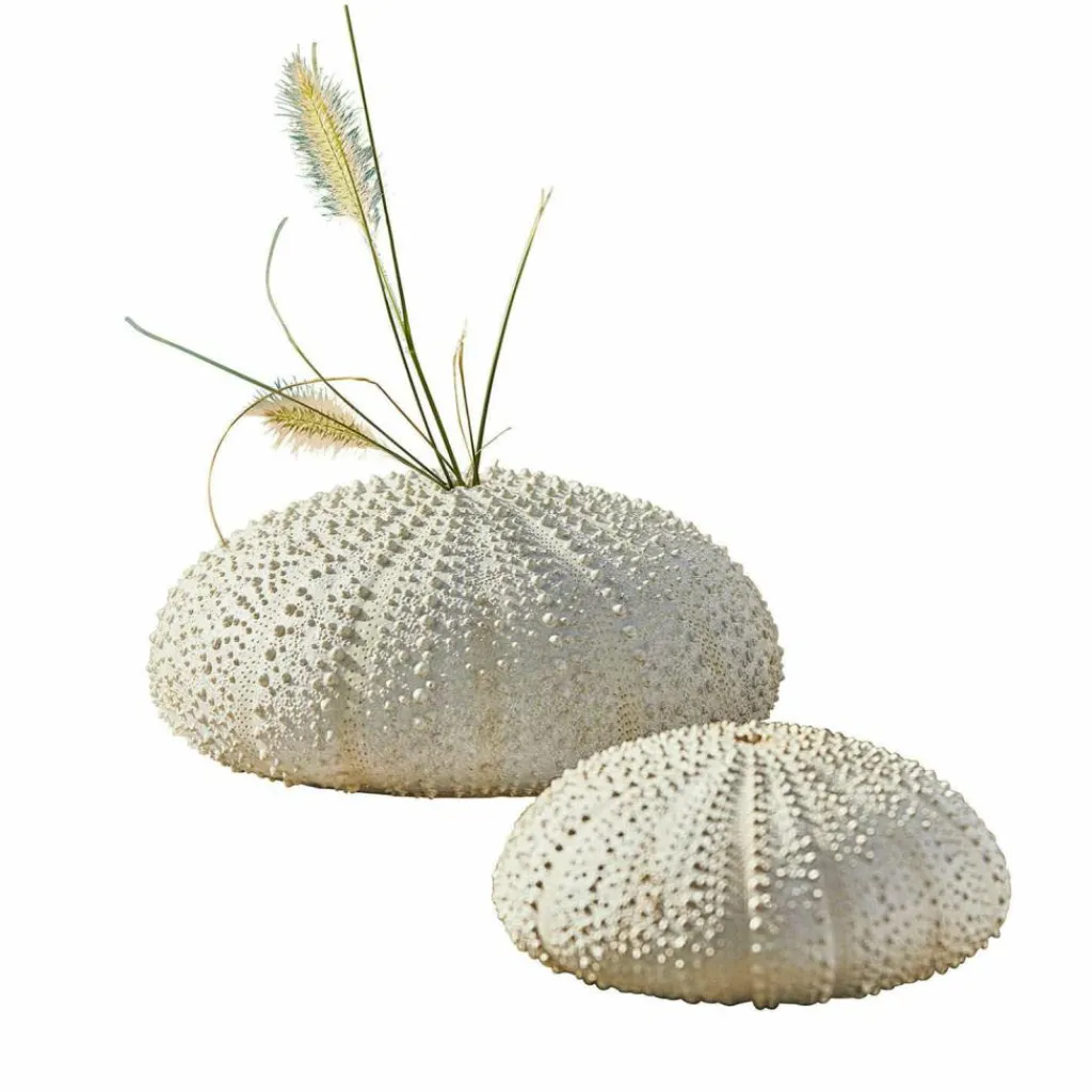 LOBERON Deko-Seeigel 2er Set Kimbar Outlet