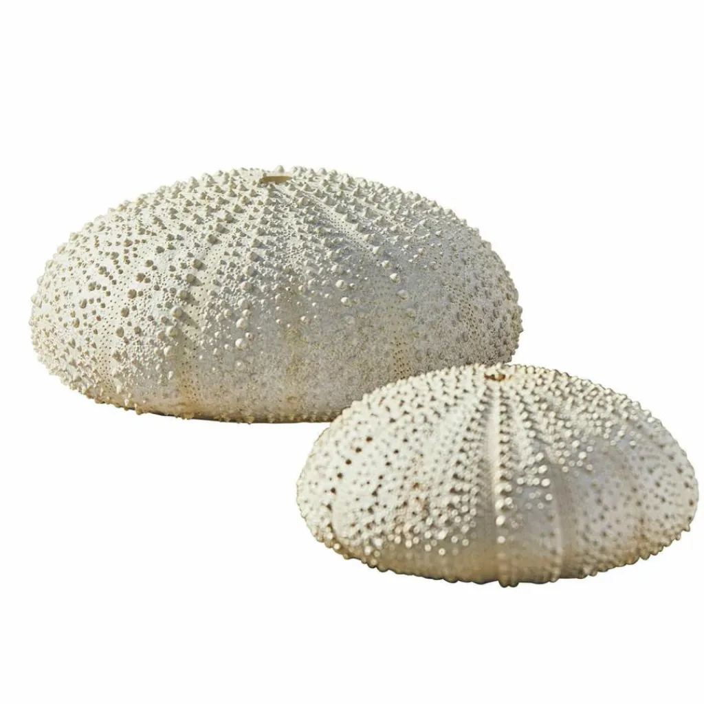 LOBERON Deko-Seeigel 2er Set Kimbar Outlet
